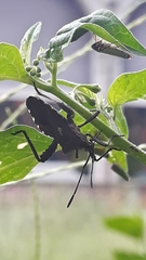 Camptischium