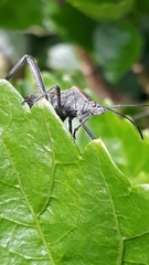 Camptischium