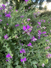 Polygala myrtifolia
