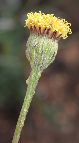 Image of Senecio paniculatus by (c) Nicola van Berkel, some rights reserved (CC BY-SA)