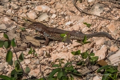 Pholidoscelis chrysolaemus