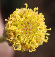 Senecio paniculatus