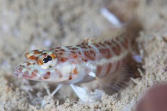 Parapercis xanthozona