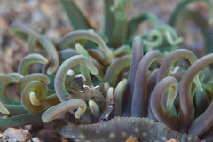 Macrodactyla doreensis