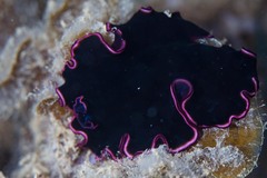 Pseudobiceros gloriosus