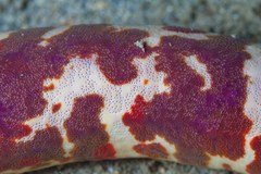 Leiaster coriaceus