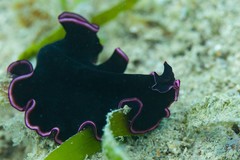 Pseudobiceros gloriosus