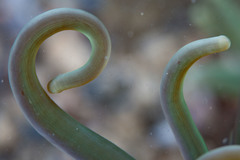 Macrodactyla doreensis