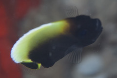 Chaetodontoplus conspicillatus