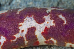 Leiaster coriaceus