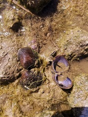 Corbicula largillierti