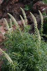 Reseda hookeri