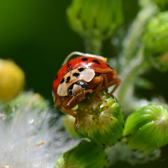 Harmonia axyridis