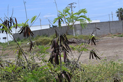 Leucaena trichodes