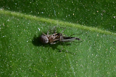 Dictynidae