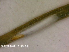 Chionaspis pinifoliae