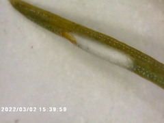 Chionaspis pinifoliae