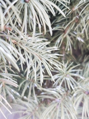 Chionaspis pinifoliae