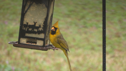 Northern Cardinal photographed in Alabama