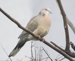 Streptopelia chinensis