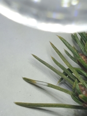 Chionaspis pinifoliae