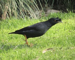 Acridotheres cristatellus