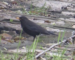 Turdus mandarinus