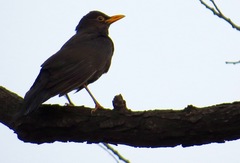 Turdus mandarinus