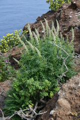 Reseda hookeri
