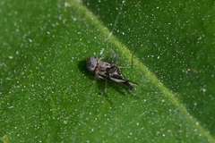 Dictynidae