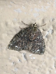 Hydriomena albifasciata