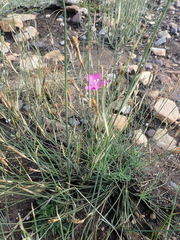 Dianthus thunbergii