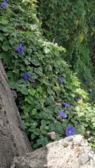 Ipomoea indica image