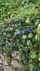 Ipomoea indica image