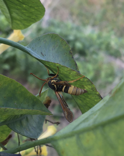 Western Poplar Clearwing Moth photo 2