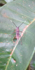 Thranius bimaculatus