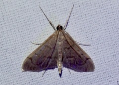 Anania mysippusalis