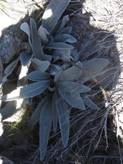 Hermas gigantea