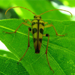 Strangalia luteicornis