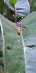 Thranius bimaculatus