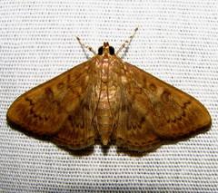 Psara