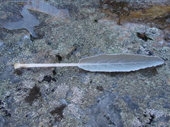 Hermas gigantea