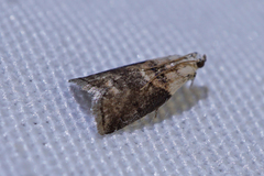 Acrobasis palliolella