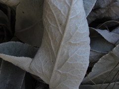 Hermas gigantea