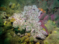 Botrylloides leachii