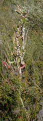 Melaleuca globifera