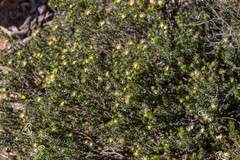 Melaleuca teuthidoides