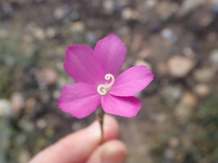 Dianthus thunbergii