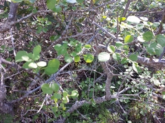 Fraxinus dipetala