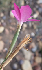 Dianthus thunbergii